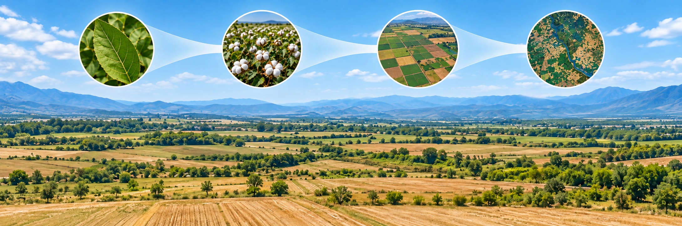Agricultural remote sensing across scales: cotton leaf, crop canopy, agricultural fields, and regional landscape