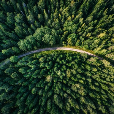 An overhead forest view with a curving road separating dense tree canopies.