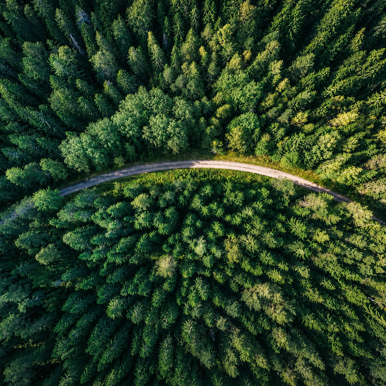 Representative overhead view of a road dividing a forest canopy