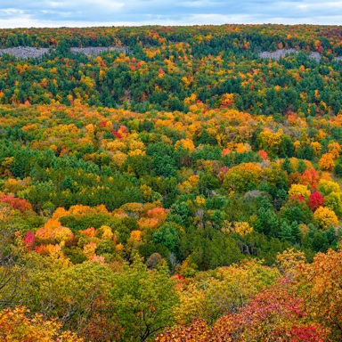A diverse mixed forest canopy with green, gold, orange and red autumn foliage.