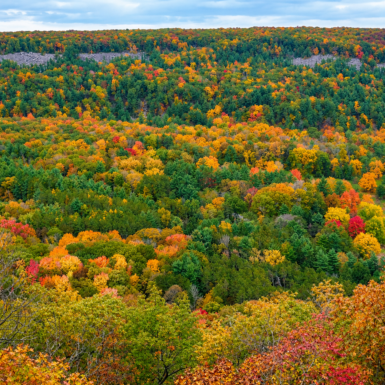 Representative mixed forest canopy with diverse autumn foliage